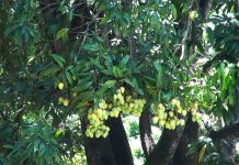 Local mangoes boost incomes in Monggar’s Rollong