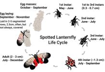 Invasive Spotted Lanternfly found in Ontario and Canada for the first time