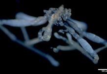 ‘The stuff of nightmares’: two new species of sea spiders discovered off the B.C. coast